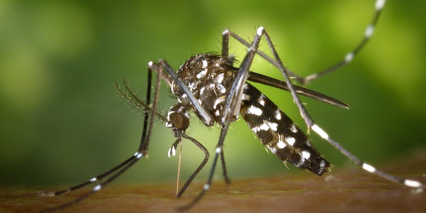 dengue bukhar kya hai